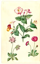 Mirabilis jalapa (maravilla); Bellis perennis (margarita común)