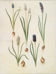 Muscari botryoides (jacinto de uva común); Muscari racemosum (jacinto de uva almizclado); Muscari neglectum