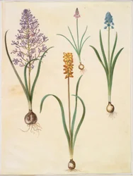 Muscari comosum; Scilla autumnalis; Hyacinthoides italica; Muscari macrocarpum