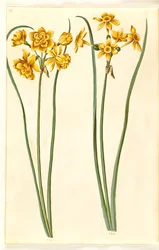 Narciso jonquilla (siv-narcis)