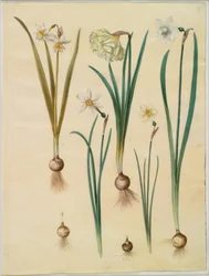 Narcissus ×medioluteus (narciso de dos flores); Narcissus pseudonarcissus; Narcissus (narciso); Narcissus poeticus (narciso de los poetas); Narcissus ×tenuior
