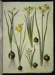 Narcissus poeticus (narciso de los poetas); Narcissus triandrus (narciso orquídea); Narcissus ×medioluteus (narciso de dos flores)