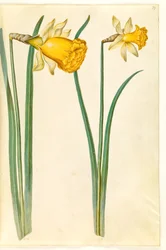 Narcissus pseudonarcissus (narciso)