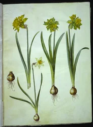 Narcissus pseudonarcissus; Narcissus ? ×incomparabilis (narciso de jardín)