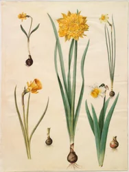 Narcissus pseudonarcissus minor; Narcissus pseudonarcissus; Narcissus ×tenuior; Narcissus bulbocodium; Narcissus pseudonarcissus bicolor