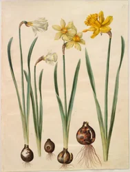 Narcissus pseudonarcissus moschatus (narciso almizclado); Narcissus ×medioluteus (narciso de dos flores); Narcissus pseudonarcissus major (gran narciso)