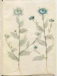 Nigella damascena (doncella en el verde)
