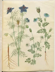 Nigella hispanica (amor en una niebla); Nigella sativa (comino negro)