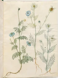 Nigella sativa (comino negro); Nigella damascena (amor en una niebla)