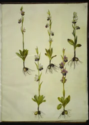 Ophrys fuciflora (abeja orquídea)