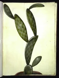 Opuntia monacantha (higo chumbo)