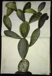 Opuntia monacantha