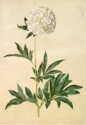 Paeonia lactiflora (peonía de seda)