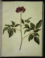 Paeonia mascula (peonía)