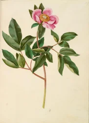 Paeonia mascula (peonía de hojas grandes)
