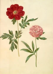 Paeonia officinalis (peonía)