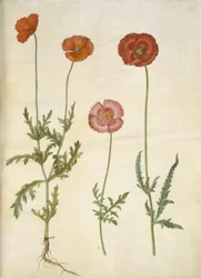 Papaver dubium; Papaver rhoeas