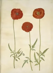 Papaver rhoeas (amapola de maíz)