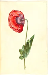 Papaver somniferum (amapola de opio)