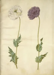 Papaver somniferum (amapola de opio)