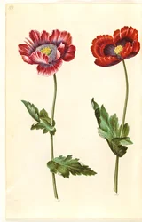 Papaver somniferum (amapola de opio)