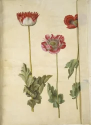 Papaver somniferum (amapola de opio)