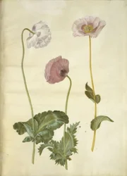 Papaver somniferum (amapola de opio)