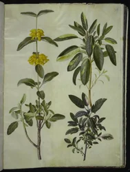 Phlomis fruticosa (salvia de Jerusalén); Salvia officinalis (salvia común)