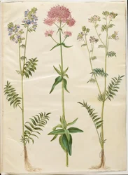 Polemonium caeruleum (jacobaea común); Centranthus ruber (valeriana roja)