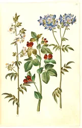 Polemonium caeruleum (escalera de Jacob común); Lotus tetragonolobus (guisante espárrago)