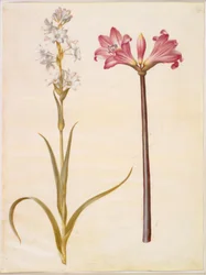 Polianthes tuberosa (tuberosa); Amaryllis belladonna (lirio belladona)