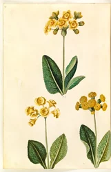 Primula ×polyantha (?); Primula veris (?)