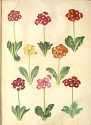 Primula ×pubescens (aurícula de jardín)