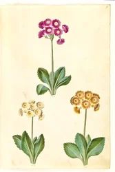 Primula ×pubescens (aurícula de jardín)