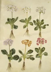 Primula ×pubescens (aurícula de jardín)