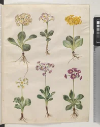 Primula ×pubescens Wulfen (aurícula de jardín)