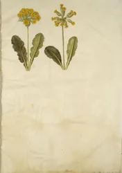 Primula veris (híbrido de prímula); Primula veris (prímula)