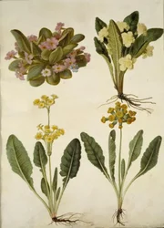 Primula vulgaris (primavera de carnaval); Primula vulgaris (híbrido de primavera de flor grande); Primula veris (híbrido de primavera de corona hueca)