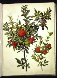 Punica granatum (granada)