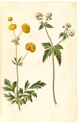 Ranunculus acris (botón de oro); Ranunculus aconitifolius (botón de plata)