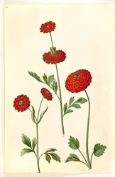 Ranunculus asiaticus (ranúnculo de jardín)