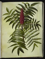 Rhus typhina (zumaque)
