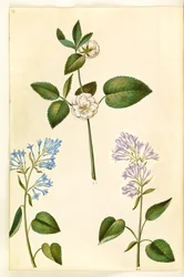 Rosa (?) (rosa); Syringa vulgaris (lila común)
