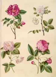 Rosa gallica (rosa de boticario); Rosa ×alba (rosa blanca); Rosa gallica (Rosa Mundi); Rosa ×centifolia (rosa centifolia)