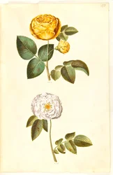 Rosa hemisphaerica (rosa amarilla); Rosa ×alba (rosa blanca)