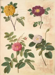 Rosa hemisphaerica; Rosa gallica; Rosa ×damascena