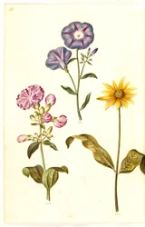 Saponaria officinalis (jabón de la Virgen); Convolvulus tricolor (campanilla tricolor); Helianthus (?) (girasol)