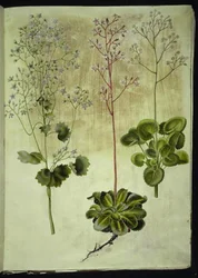 Saxifraga rotundifolia (saxífraga de hoja redonda); Saxifraga umbrosa (saxífraga umbría); Saxifraga geum (flor de porcelana)