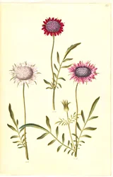 Scabiosa atropurpurea (flor de viuda)