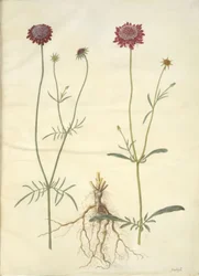 Scabiosa atropurpurea (flor de viuda)